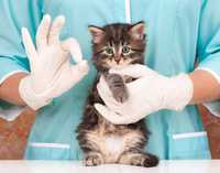 Кастрация котов, ветеринар с выездом на дом