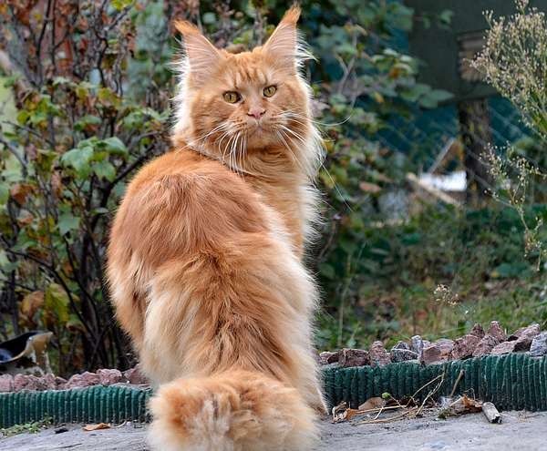 Кот  породы Мейн кун