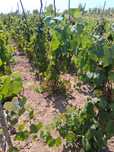 Vând struguri pt vin