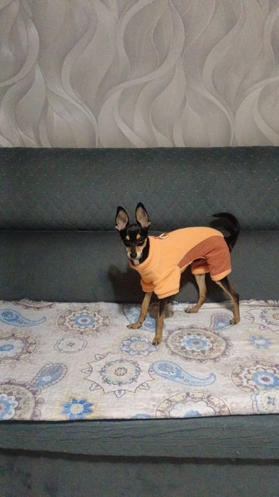 Продается комбенизон для собак маленькой породы,флисовый, теплый,