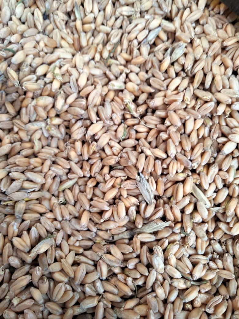 Пшеница от 1 тонны и более