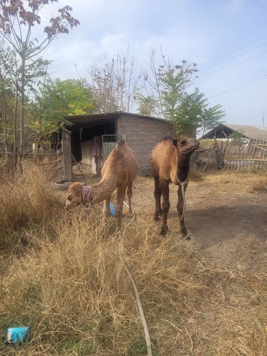 Тайлак 1,5 жас семиз екеуи500000