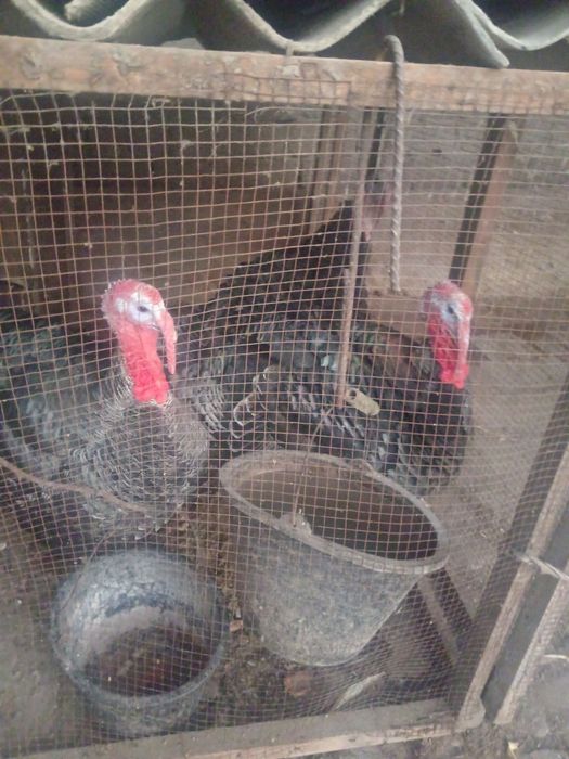 Жайдари соглом Куркалар сотилади