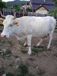 Vaca de vanzare foarte buna