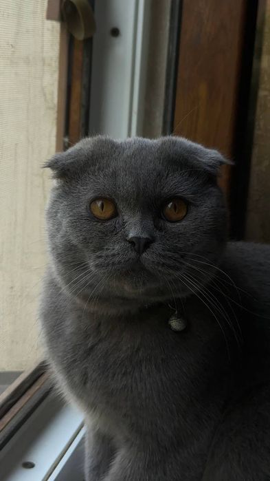 Сотилади шотландский вислоухий кот серый