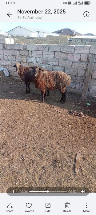 Буаз қойлар сатылады