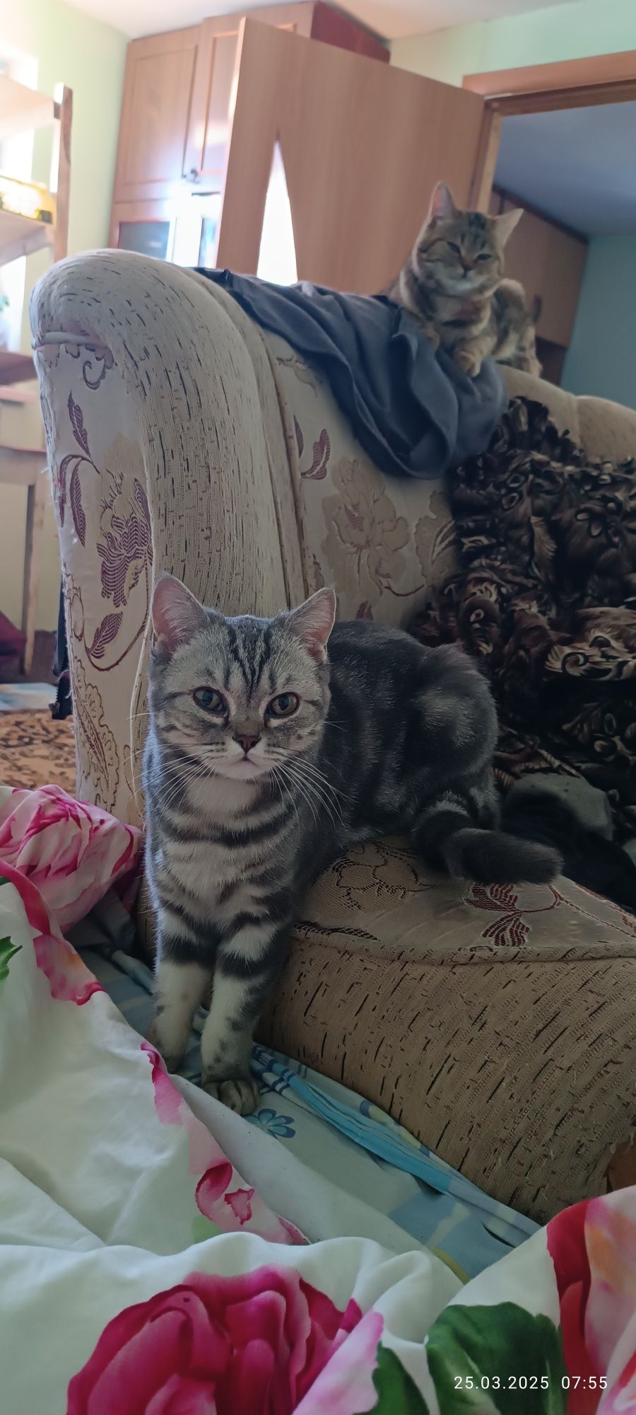 Пропала кошка, помогите найти