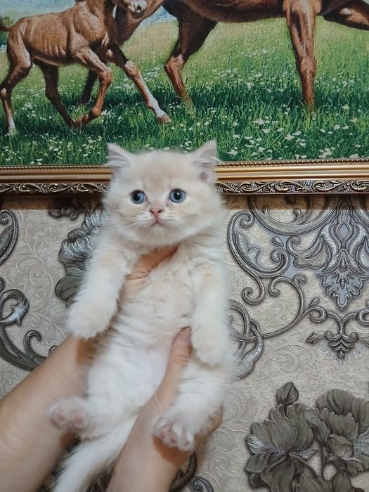 Продаются британские мальчик