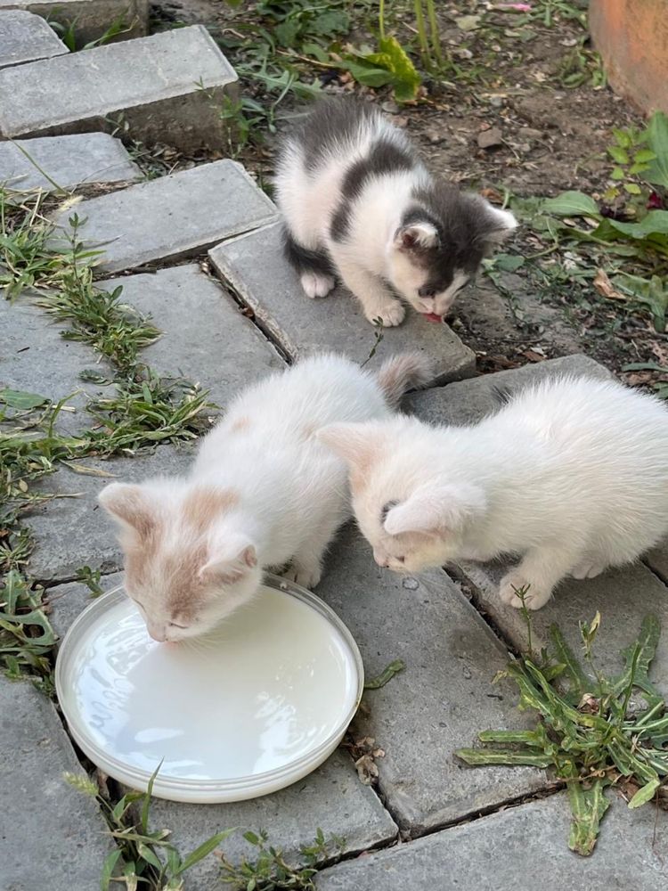 Котята в добрые руки