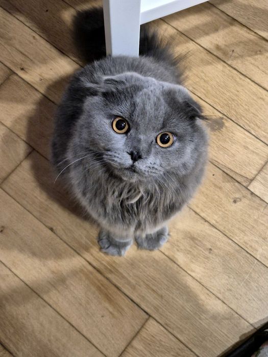 Scottish fold longhair