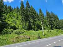 De vanzare padure in Bucovina zona Pojorata