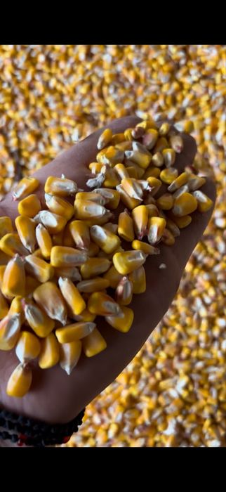 Vand Porumb Uscat din Uscator