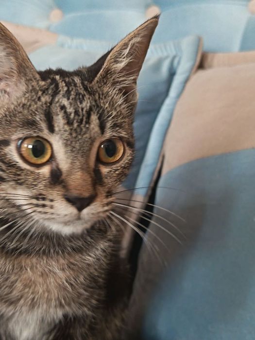 Отдам в хорошие руки