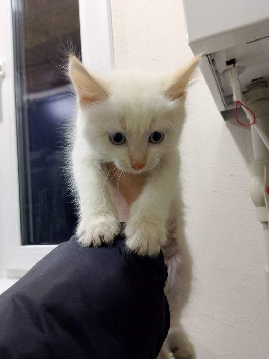 Бесплатно котята