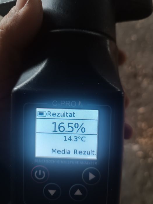 Porumb boabe recolta 2025