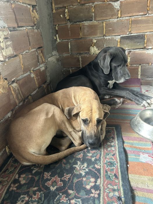 Подарявам кучета дог Great Dane, мъжко и женско