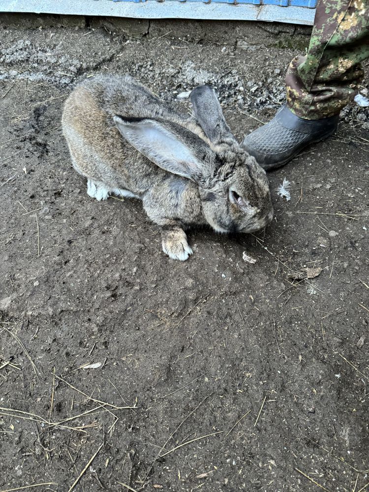 Продам кроликов «Фландр» в г.Костанай