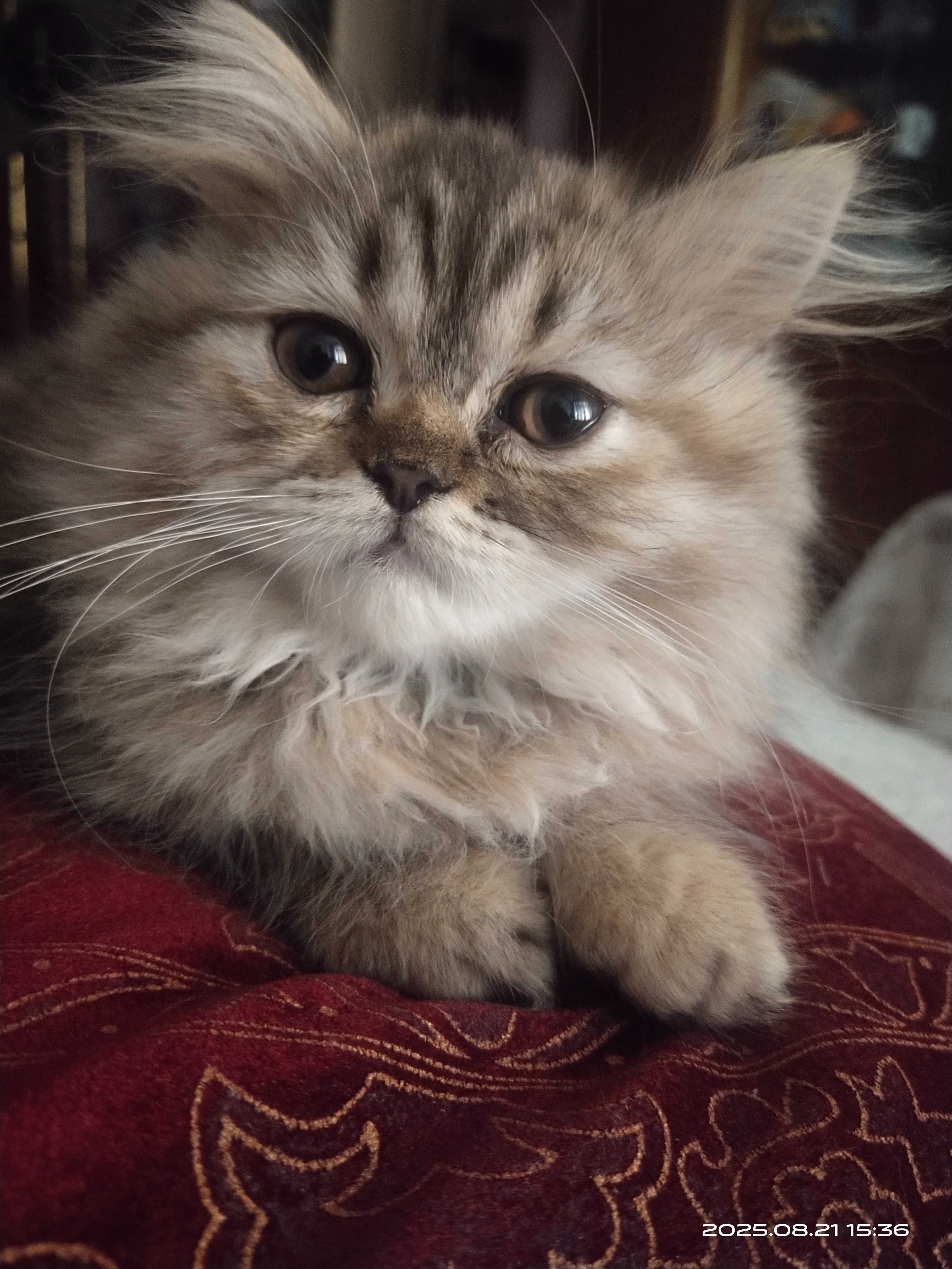 Продам персидского котенка