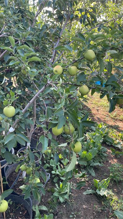 Pomi fructiferi la ghiveci !anul 3-6