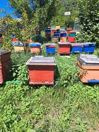 Vând 30 de familii de albine