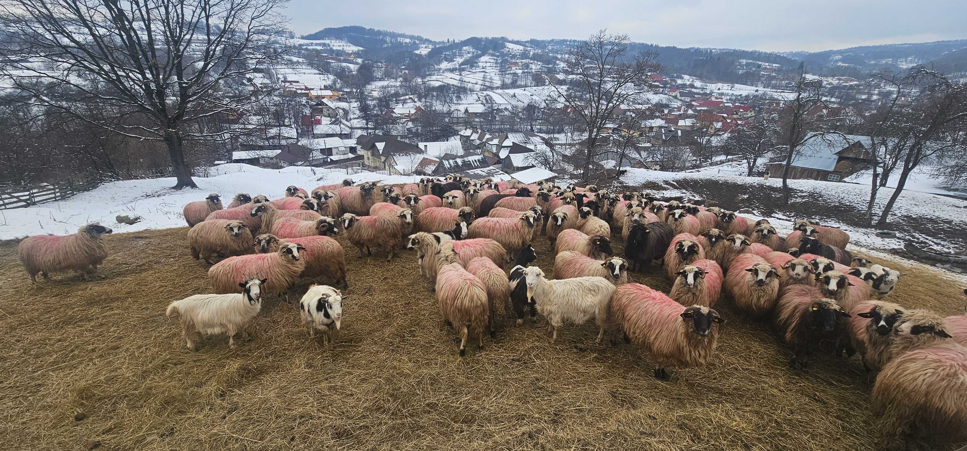 Oi și capre de vânzare