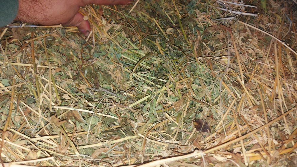 Baloti de lucerna si otrava