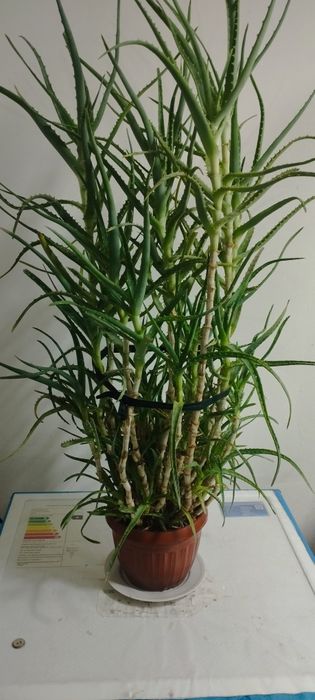 Aloe sotiladi 400 ming