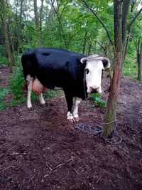 Vând vaca bartata românească