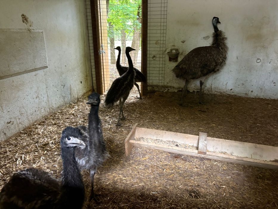 Vand EMU pasari adulte si tineret 3 luni