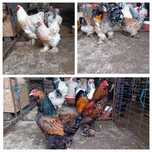 Oua Brahma exceptionale!