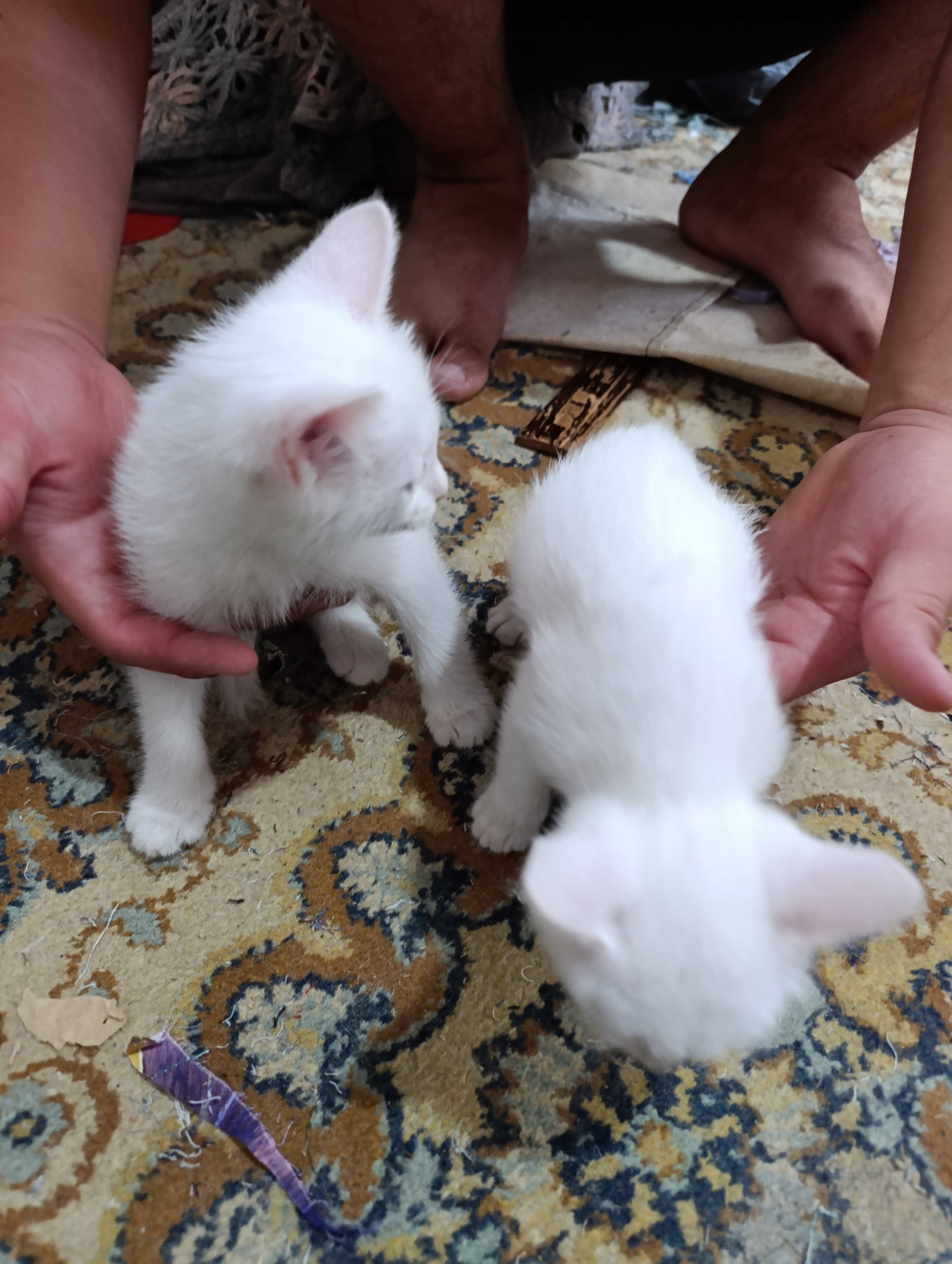 Кошка пародны нукус