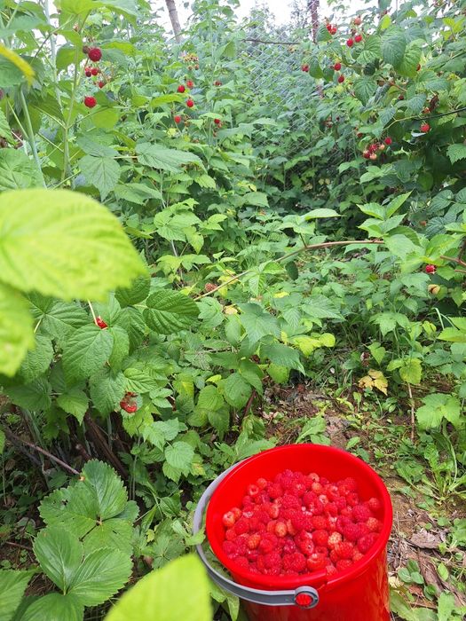 Butasi de mur THORNFREE  si zmeura.