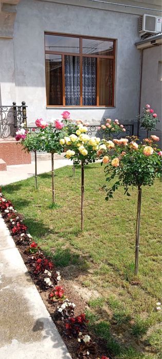 Shtamp Gul, Manzarali Gul