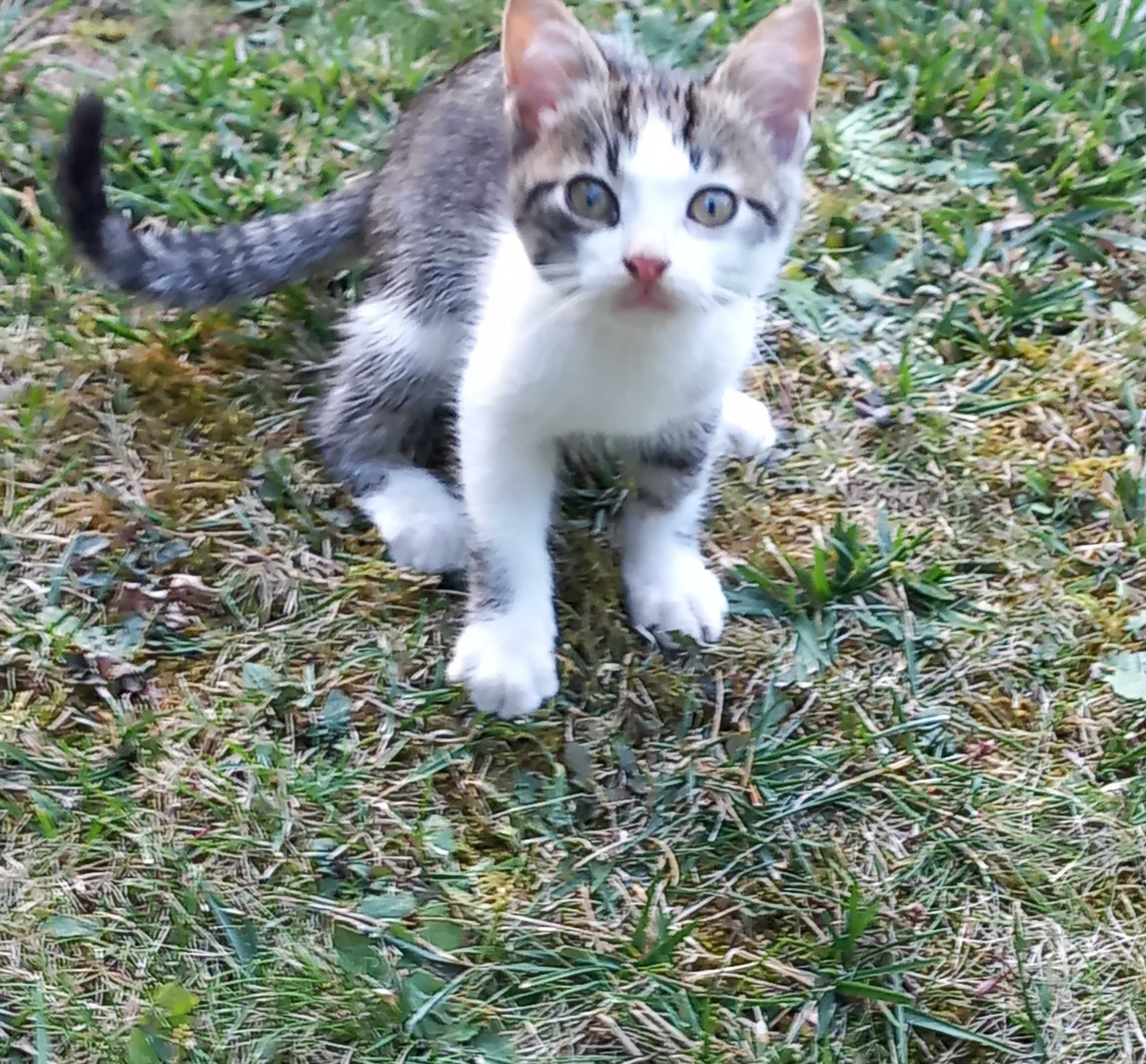 Малко коте търси своя дом.