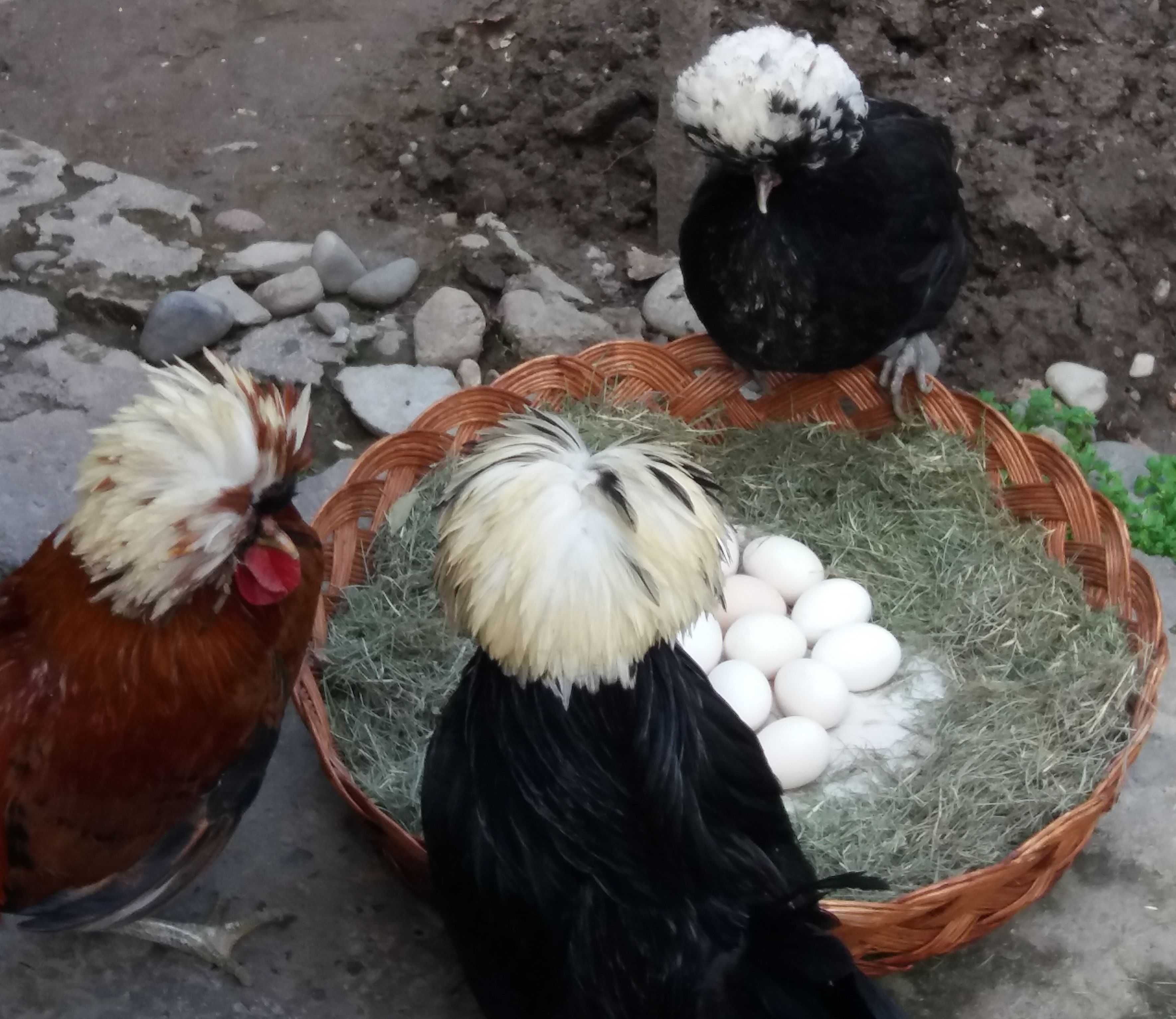 Куры белохохлые голландские, Яйца, Цыплята, Подрощенный молодняк