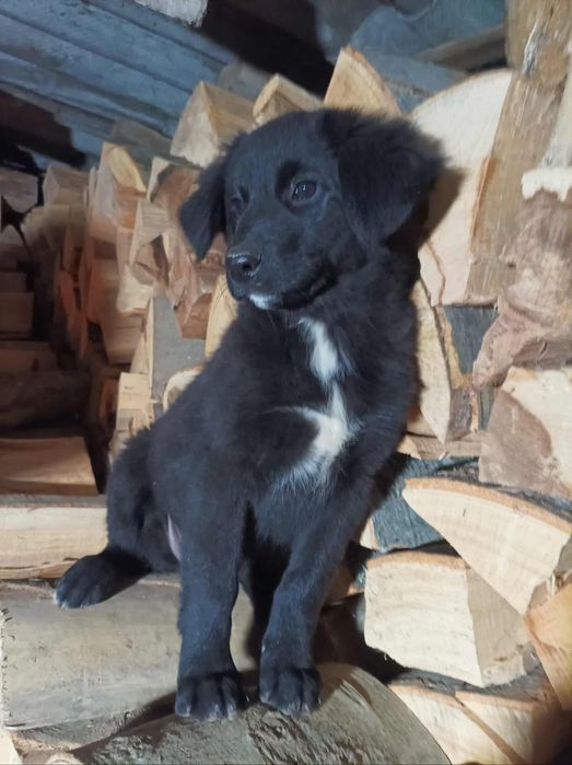 Căței spre adopție