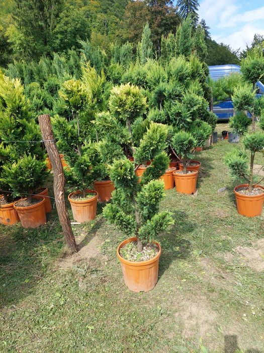 Vand Pon Pon Leylandii