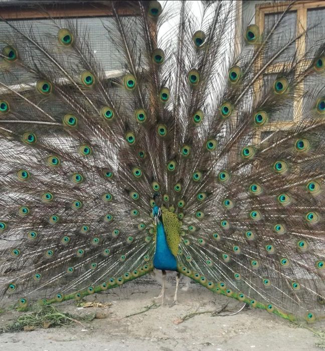 5 Пауна 2 женски и 3 мъжки