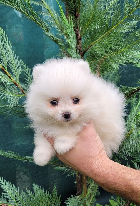 Померан-мини шпиц !!!