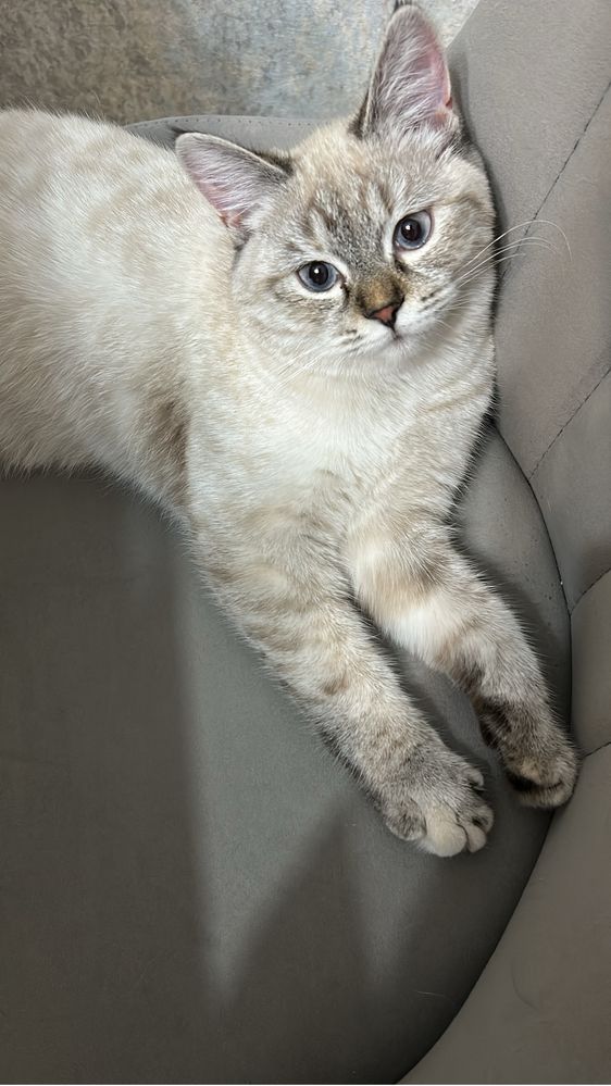 Продается котенок