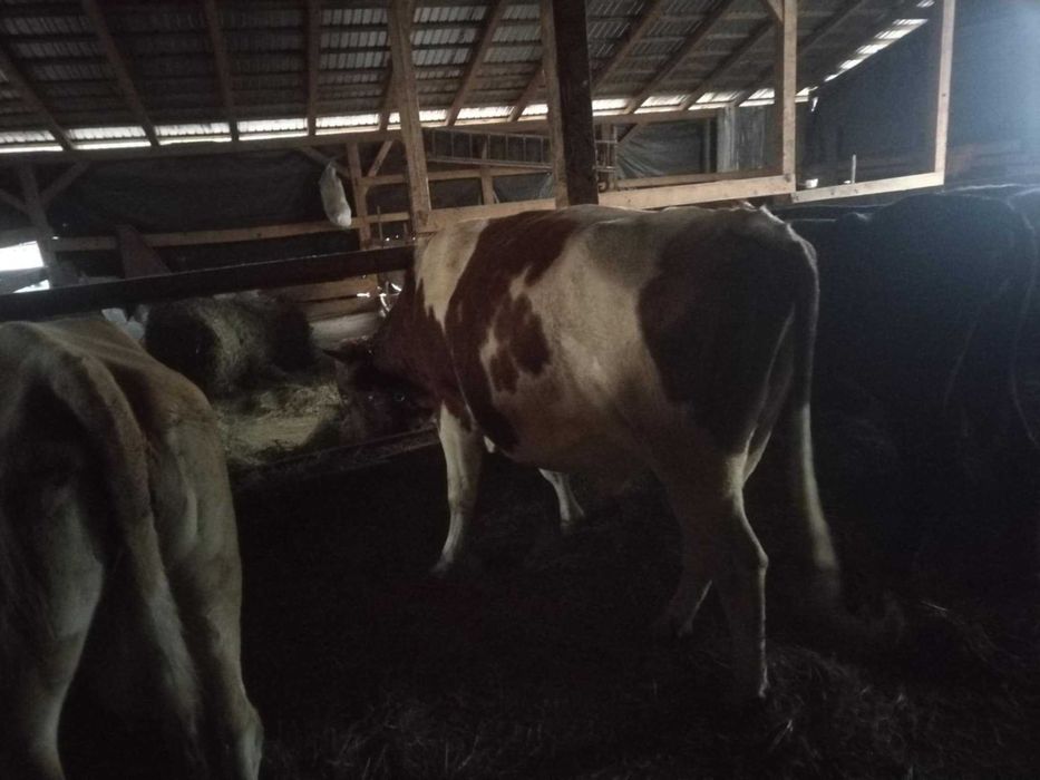 Taur de 4 ani aprox.700 kg