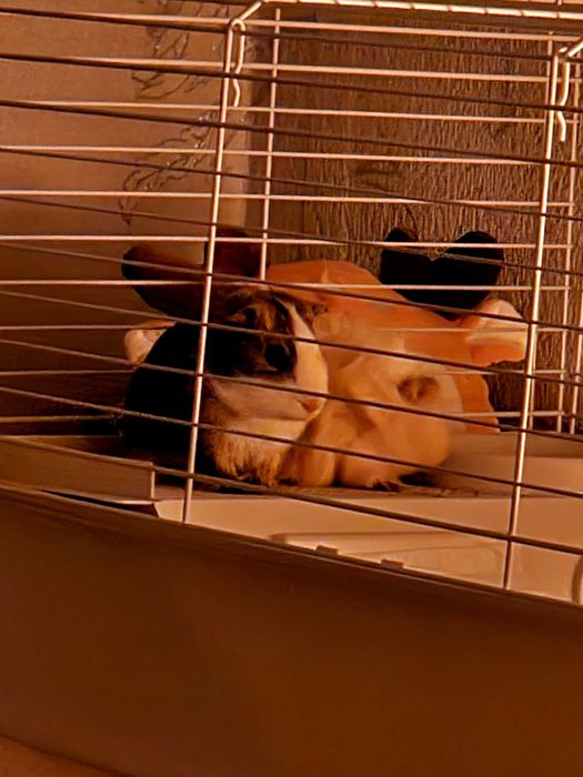 Подарява морско свинче