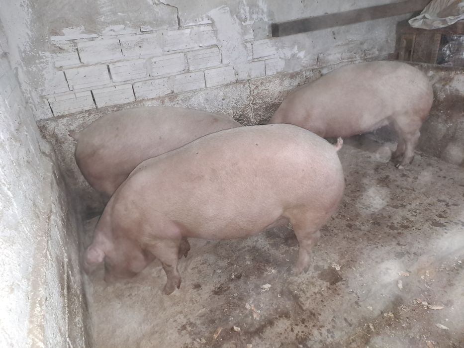 Домашни прасета.