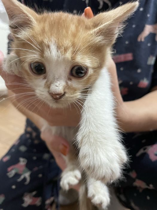 Pui de pisica adoptie