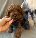 Пудел той /Poodle toy с родословие