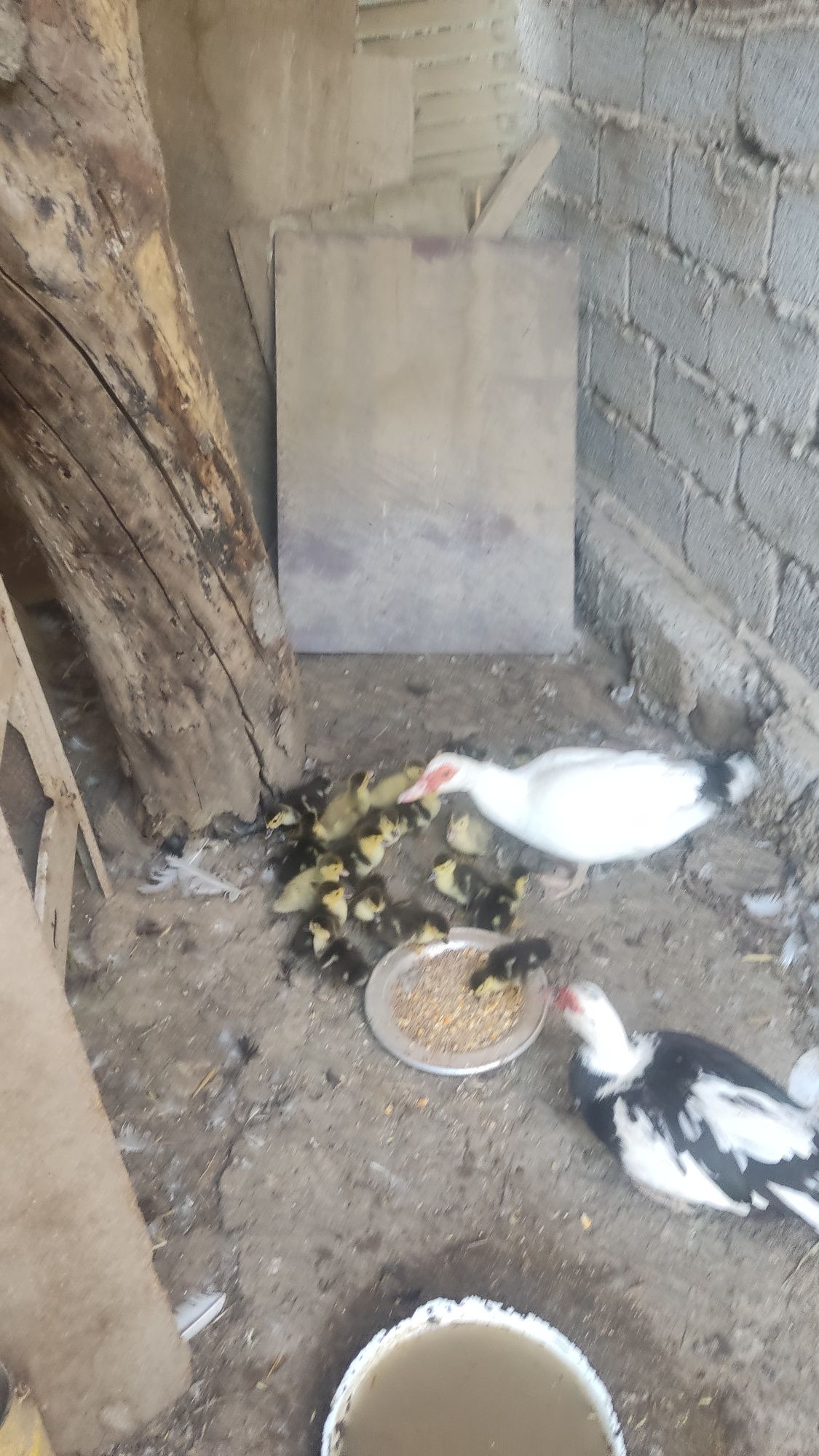 Продам индоутку с утятами