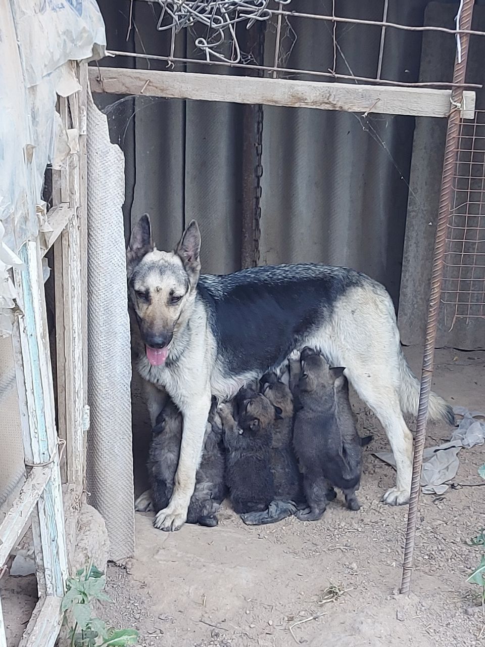 Отдам щенят бесплатно
