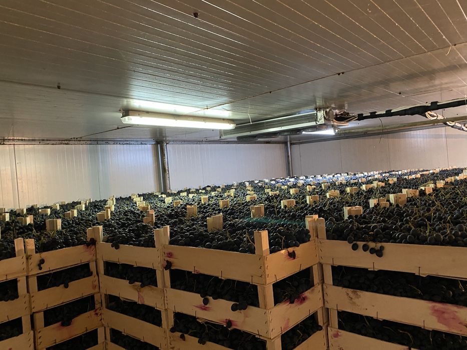 Vând struguri de masa hala frig