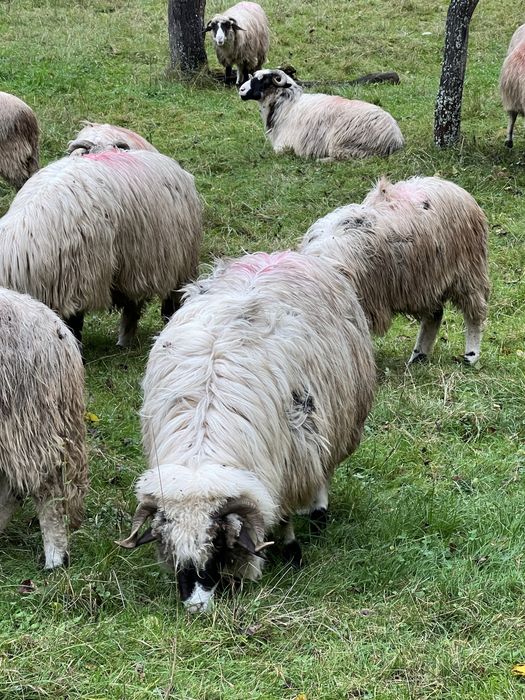 Oii de vanzare si 2 berbecii