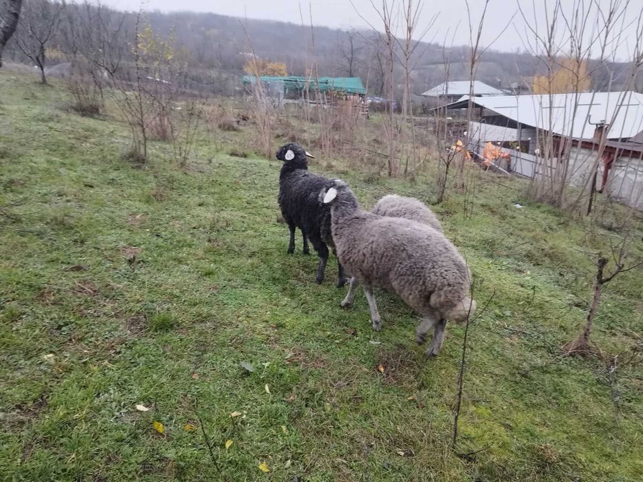 Vand 3 carlani karakol